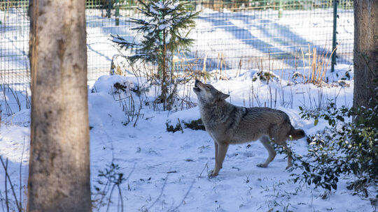 Alternativer Wolfs- und Bärenpark