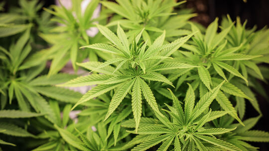 Cannabispflanzen (ca. 4 Wochen alt) in ihrer Wachstumsphase stehen in einem Aufzuchtszelt unter künstlicher Beleuchtung in einem Cannabis-Legalisierung