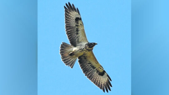 Zieht seine Kreise am blauen Himmel: der Mäusebussard. Foto: Herbert Friedrich