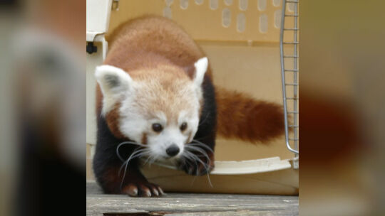 Neuer Kleine Panda im Zoo Neuwied