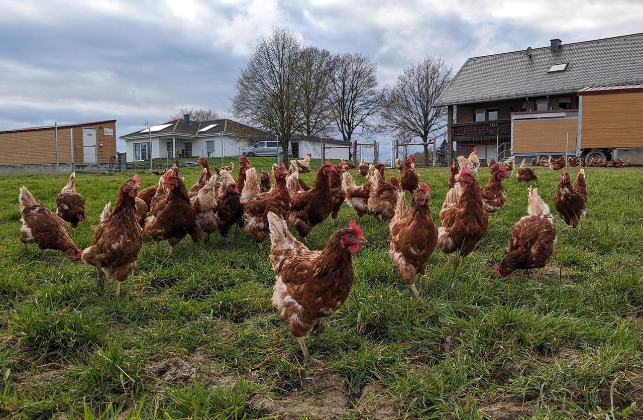 So gelingt die Hühnerhaltung im Kreis Altenkirchen: Auslauf und Abwechslung sind das A und O
