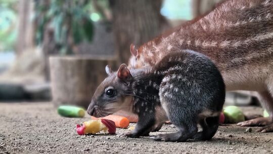 Paka-Nachwuchs Zoo Neuwied
