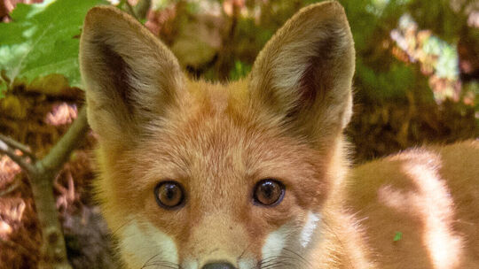 Greenhorn unterm Ahorn: Kanadische Wildnis für Anfänger