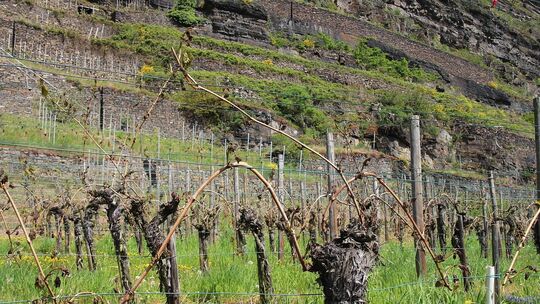 Frost macht Winzern zu schaffen