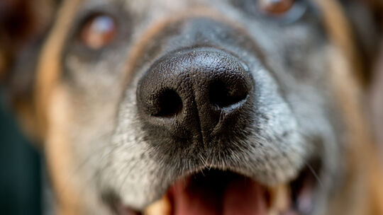 Spürhund «Quitta»