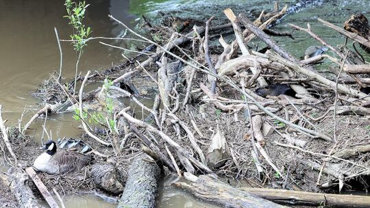 Nutrias Waldbreitbach