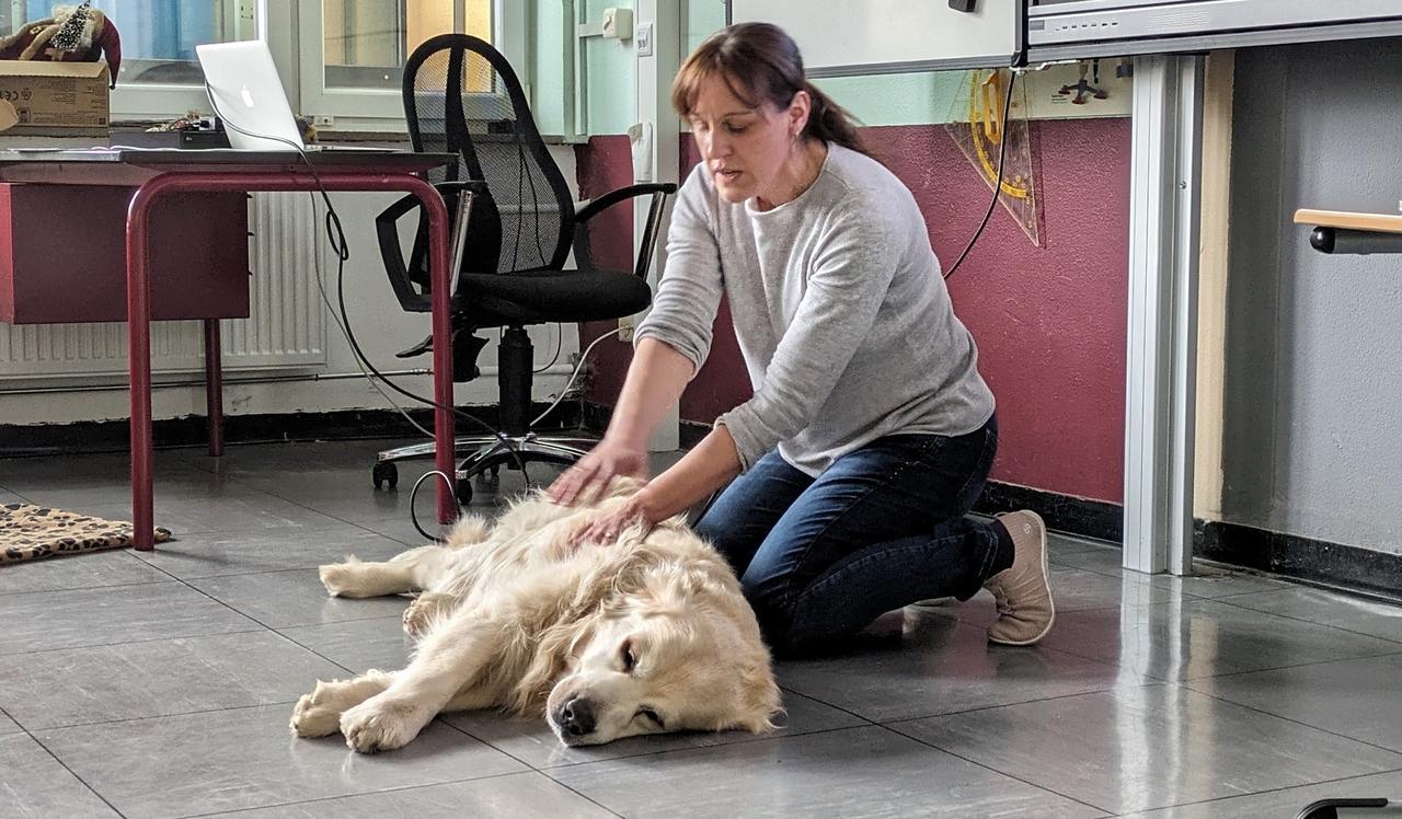 Massage tut auch Hunden gut: Halter üben bei VHS-Kurs in Betzdorf an ihren Lieblingen