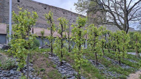 Essbare Stadt Andernach