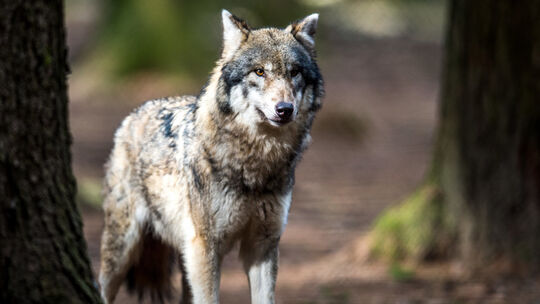 Wolf