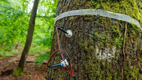 Exkursion zur FAWF im Lennebergwald