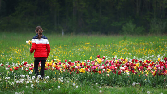 Blumen zum Muttertag