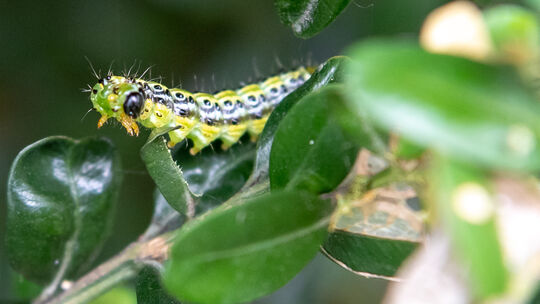Buchsbaumzünsler-Raupe schädigt Buchsbäume