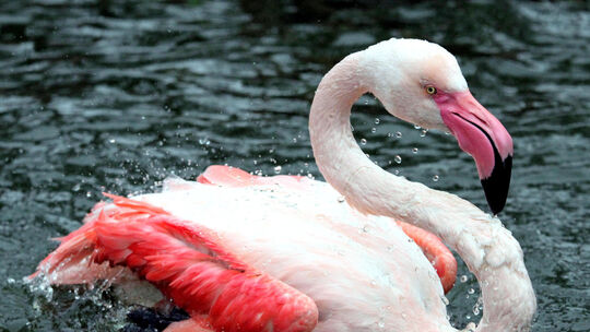 Flamingo im Neuwieder Zoo