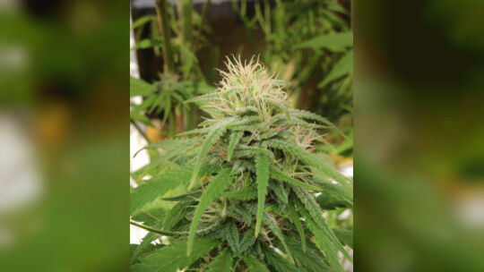 Cannabis