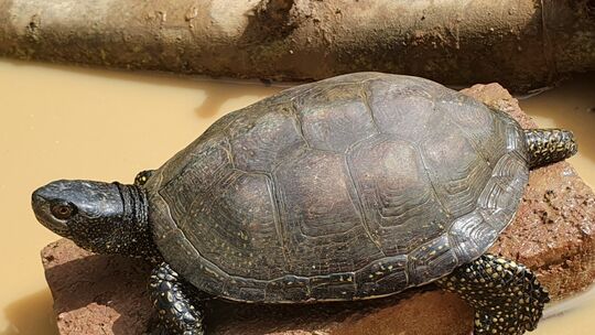 Sumpfschildkröte