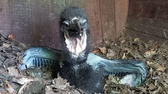Hornraben-Nachwuchs im Zoo Neuwied