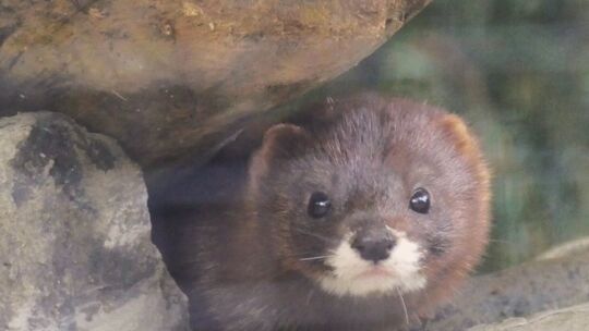 Nerze im Neuwieder Zoo