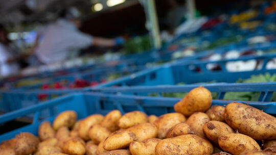 Kartoffelbauern zufrieden mit Ernte - Anbaufläche geht zurück