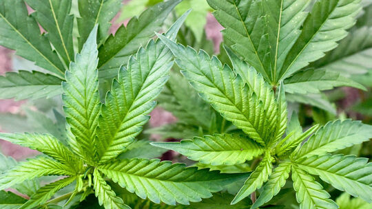 Ampel-Koalition: kontrollierte Abgabe von Cannabis an Erwachsene