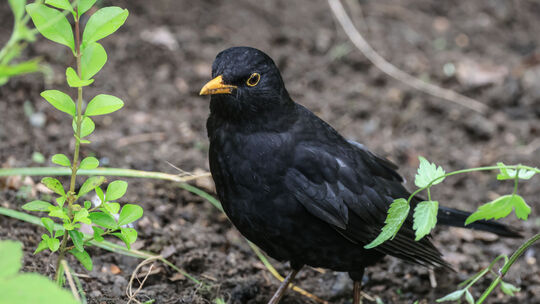 Nabu «Stunde der Gartenvögel» - Amsel
