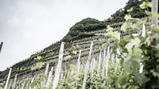 kallfelz_steillagen_merler-konigslay-terrassen_foto-schnorbach