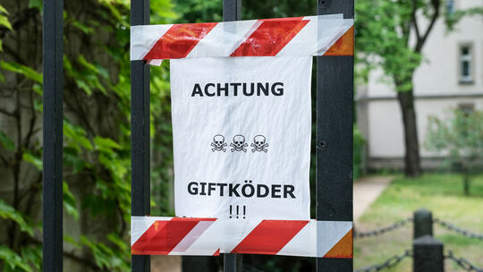 Angst vor dem Giftköder: Wie Hundehalter ihr Tier schützen können