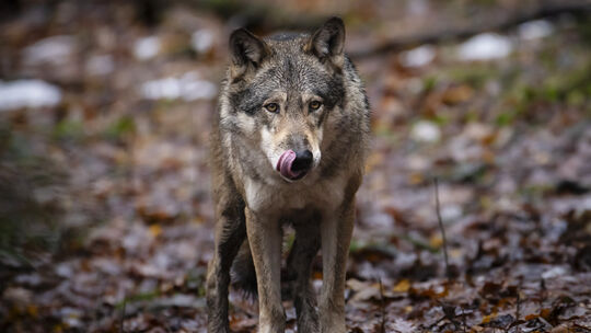 Wolf im Wildnispark in der Schweiz