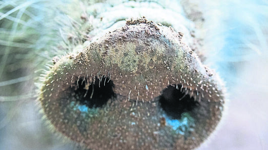 Erster Fall der Afrikanischen Schweinepest in Hessen