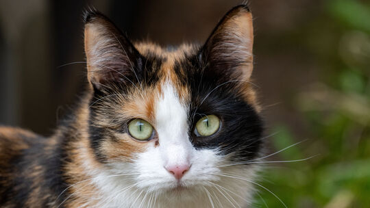 Katze in der Stadt
