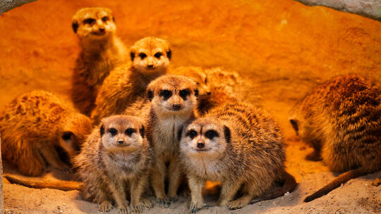 Erdmännchen im Neuwieder Zoo