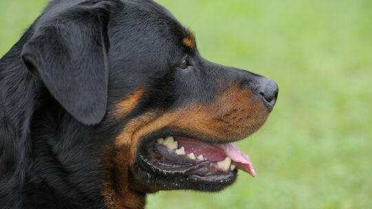 Rottweiler