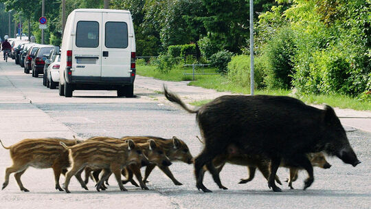 Wildschwein-Alarm in der Hamburger Innenstadt