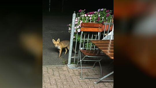 Fuchs Willi