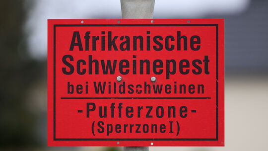 Afrikanische Schweinepest