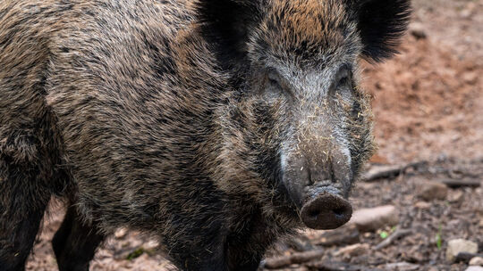 Wildschwein