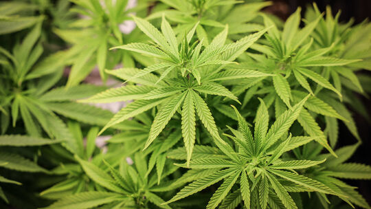 Cannabis-Pflanze