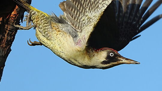 bild-5-grunspecht-weibchen_beim-abflug_mhofer-57586-weitefeld