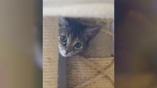 Streunerkatzen in Niedersachsen