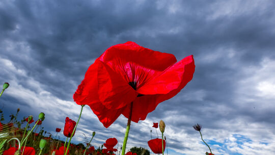 Mohnblüten vor dunklen Regenwolken
