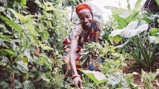 117602_ernte_kraeuter_burundi_klein