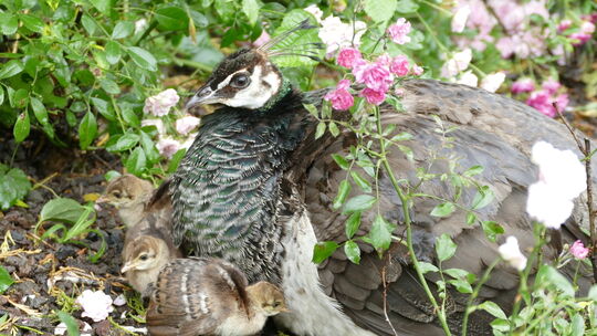 Vogelnachwuchs im Neuwieder Zoo