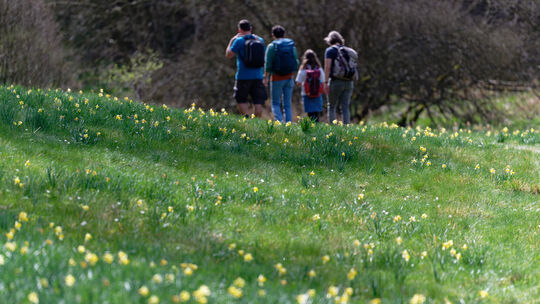 Gelber Teppich in der Eifel - Narzissenblüte hat begonnen