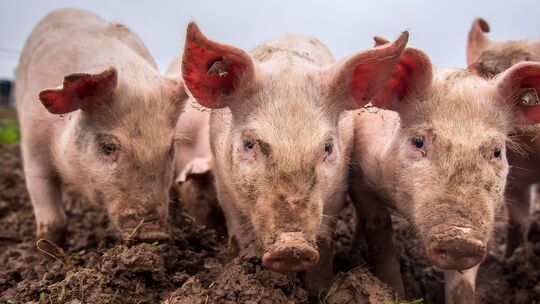 Afrikanische Schweinepest kommt näher - Landwirte besorgt