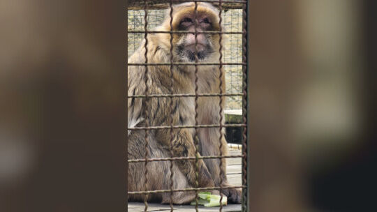 Berberaffe Tierpark Niederfischbach