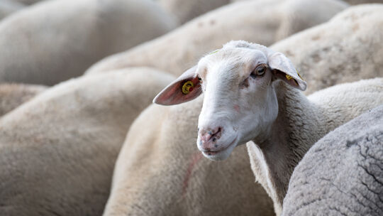 Futtermangel für Schafe in Bayern