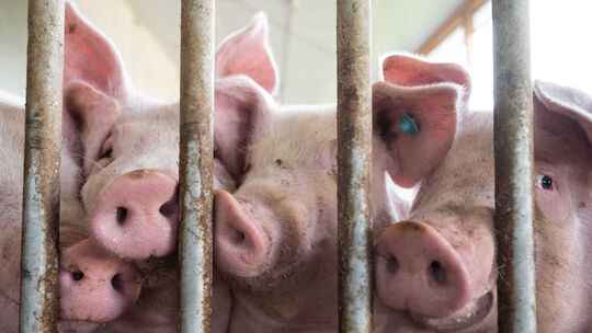 Schweine