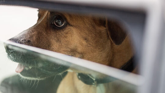 Tierische Hitze: So kommen Hund und Katze gut durch den Sommer