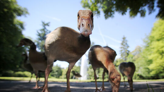 Nilgans im Kurpark