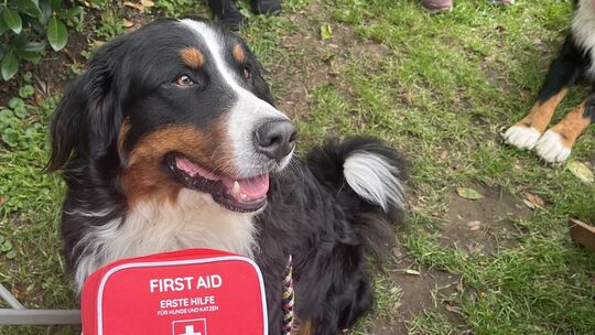 10_berner_sennenhund_kathe_mit_uebungsverband_quelle_hannah_klein