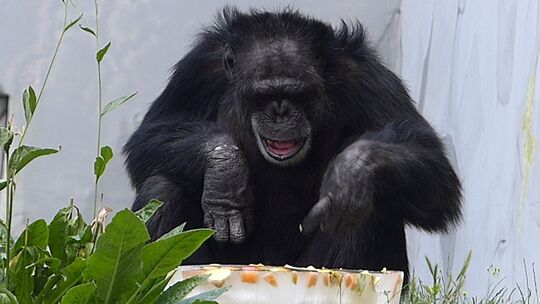 Zoo Neuwied, Schimpanse freut sich über eingefrorees Obst